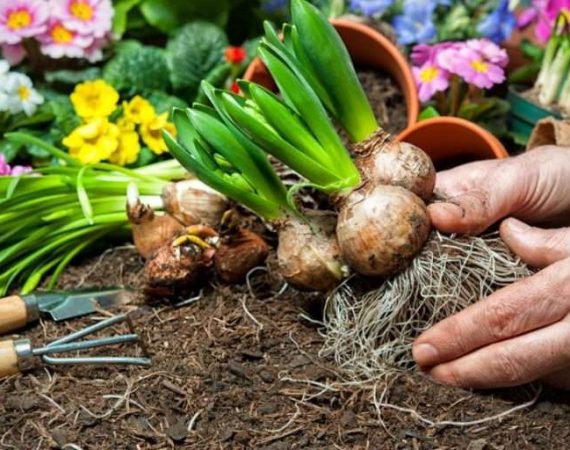 What to Do with Bulbs after Blooming
