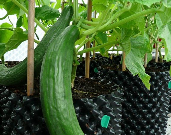 Cucumbers in Containers