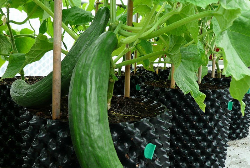 Cucumbers in Containers