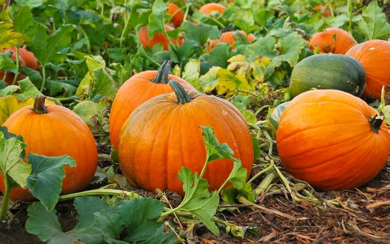How to Grow Pumpkins