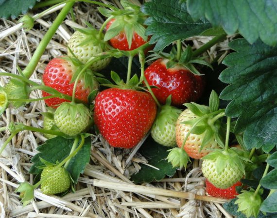 How to Grow Strawberry