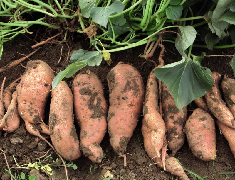 How to Grow Sweet Potatoes