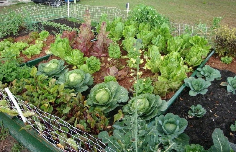 Crops You Should Choose For Planting, Best Vegetables For Small Gardens