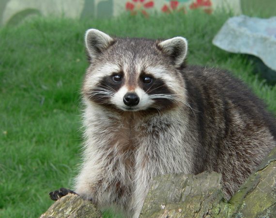 How to Get Rid of Raccoons in Your Garden