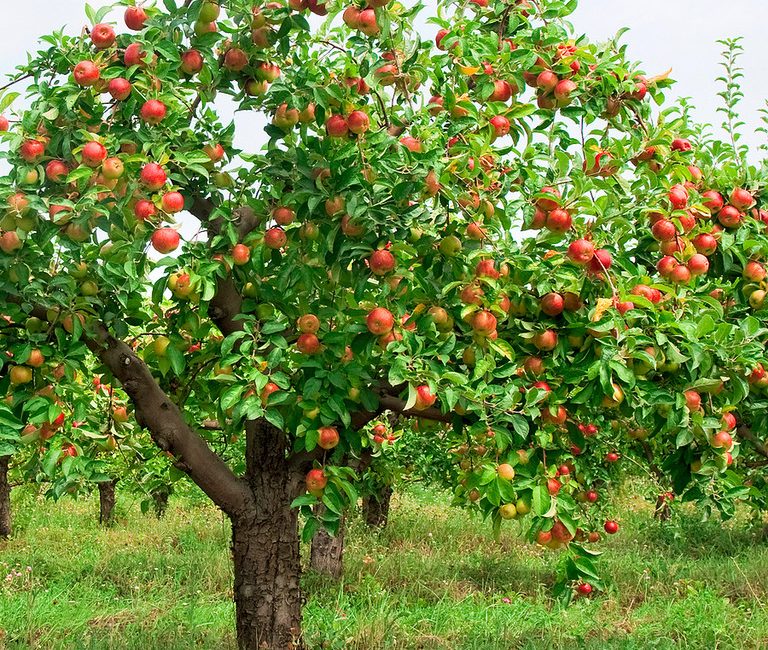 Apple Tree for Your Garden