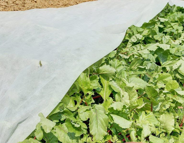 How you can extend the vegetable growing season with the help of frost